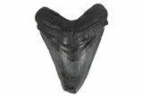 Fossil Megalodon Tooth - Feeding Damaged Tip #236200-1